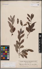 Foto von Salix cinerea L.
